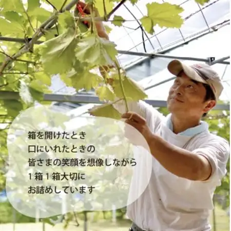 【厳選品】大粒シャインマスカット1房 700g～ (岡山県産) 果樹園厳選のシャインをお届け!【配送不可地域：離島】【1548995】