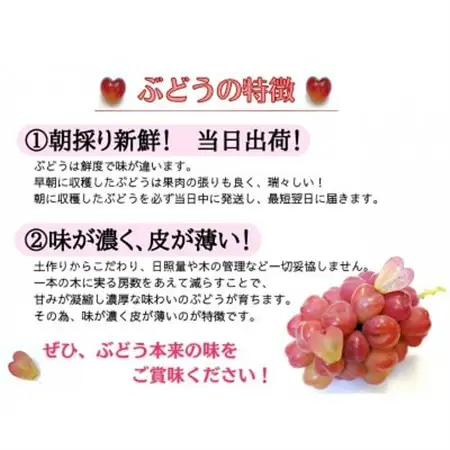【2026年先行受付】お試し　朝採り新鮮!人気ぶどう瀬戸ジャイアンツ1房　500g以上【配送不可地域：離島】【1566950】