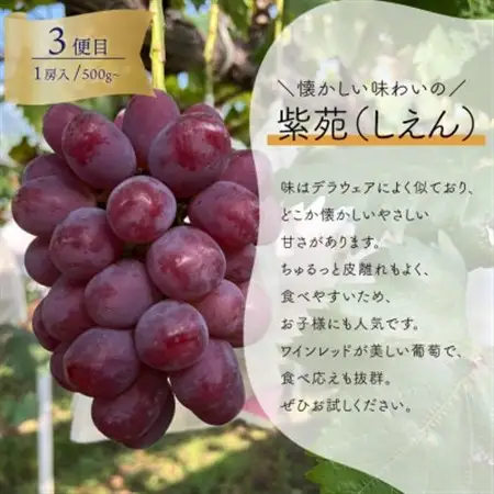 【発送月固定定期便】1房お試し定期便! ピオーネ・シャインマスカット・紫苑 (岡山県産)全3回【配送不可地域：離島】【4061983】