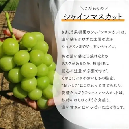 【発送月固定定期便】量より質の満足便!桃とシャインマスカットどっちも食べたい!(岡山県産)全2回【配送不可地域：離島・北海道・沖縄県】【4063160】