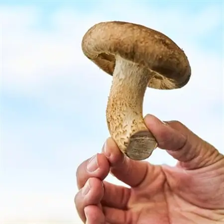 茨城県城里町産 きのこの詰め合わせ Lサイズ 約2kg_野菜  きのこ _【配送不可地域：離島・沖縄県】【1593969】