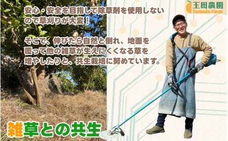  不知火 旨時 体に優しい玉ちゃん しらぬい 約 5kg / デコポン 訳あり 家庭用 高級 甘い 和歌山 有田 柑橘 ※3月上旬～4月に順次発送予定 【tmd010-p-5】