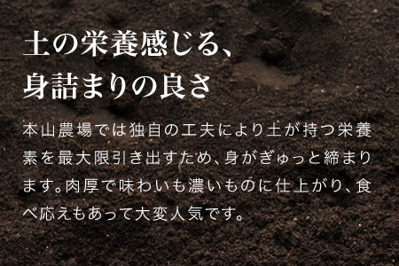 【令和8年産予約受付】玉ねぎ 10kg 北海道産玉ねぎ 本山農場