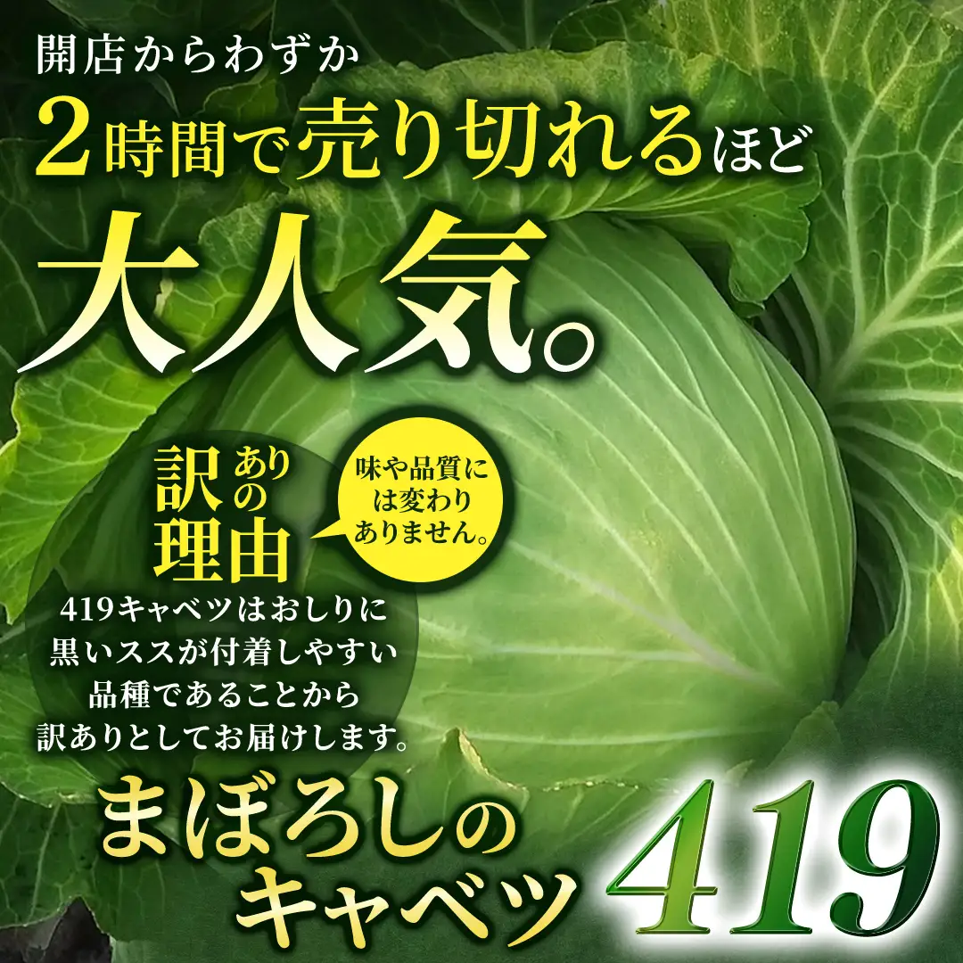 ＜レビューキャンペーン開催中＞【7月中旬発送開始】 訳あり まぼろしの419キャベツ 2玉 きゃべつ 嬬恋村産キャベツ 羽生田売店 幻のキャベツ419 産地直送 期間限定 人気 朝採り 通販 お取り寄せ 関東 群馬 出荷時期限定 先行予約 [AL014tu] 