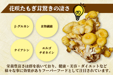 無農薬栽培【花咲 たもぎ茸 (乾燥) 100g 】幻 キノコ タモギダケ ヒラタケ 健康 栄養豊富 出汁 だし エルゴチオネイン タモギ茸 たもぎだけ  115-0606