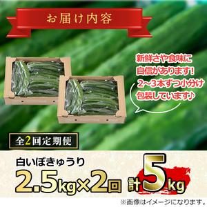 【0123905b】＜訳あり＞＜定期便・全2回(5月・6月)＞愛情たっぷり！牧内農園の白いぼきゅうり(2.5kg×2回) 不揃い 規格外 野菜 やさい 旬 新鮮 サラダ キュウリ 胡瓜 【牧内農園】
