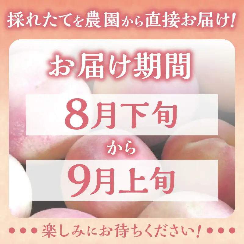 【2026年産 先行予約】＜北海道余市産＞訳アリ 桃「あかつき」3kg（12～20玉）_Y103-0061