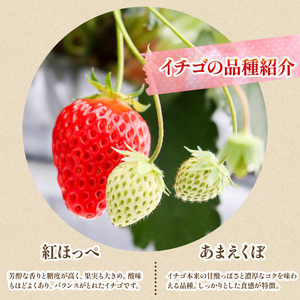 訳あり いちご 冷凍 苺 500g いちご