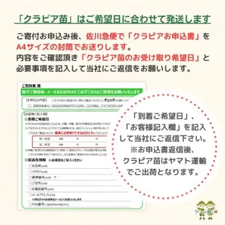 グランドカバー植物「クラピアK3」ポット苗10ポットセット【お申込書返信後、ご希望日に合わせて発送】【1570189】