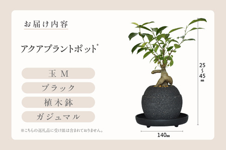 アクアプラントポット®　玉Ｍ（ブラック） 植木鉢　ガジュマル（2092）