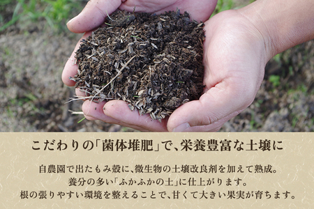 【2026年先行予約】しらい農園の和梨 幸水 家庭用5kg（8～18玉） 《8月下旬～順次発送》