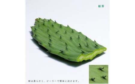 あなたのカメに、自然のごちそうを。食べるサボテン「かめはめ葉」（3㎏） | ペット 亀 エサ 春日井市