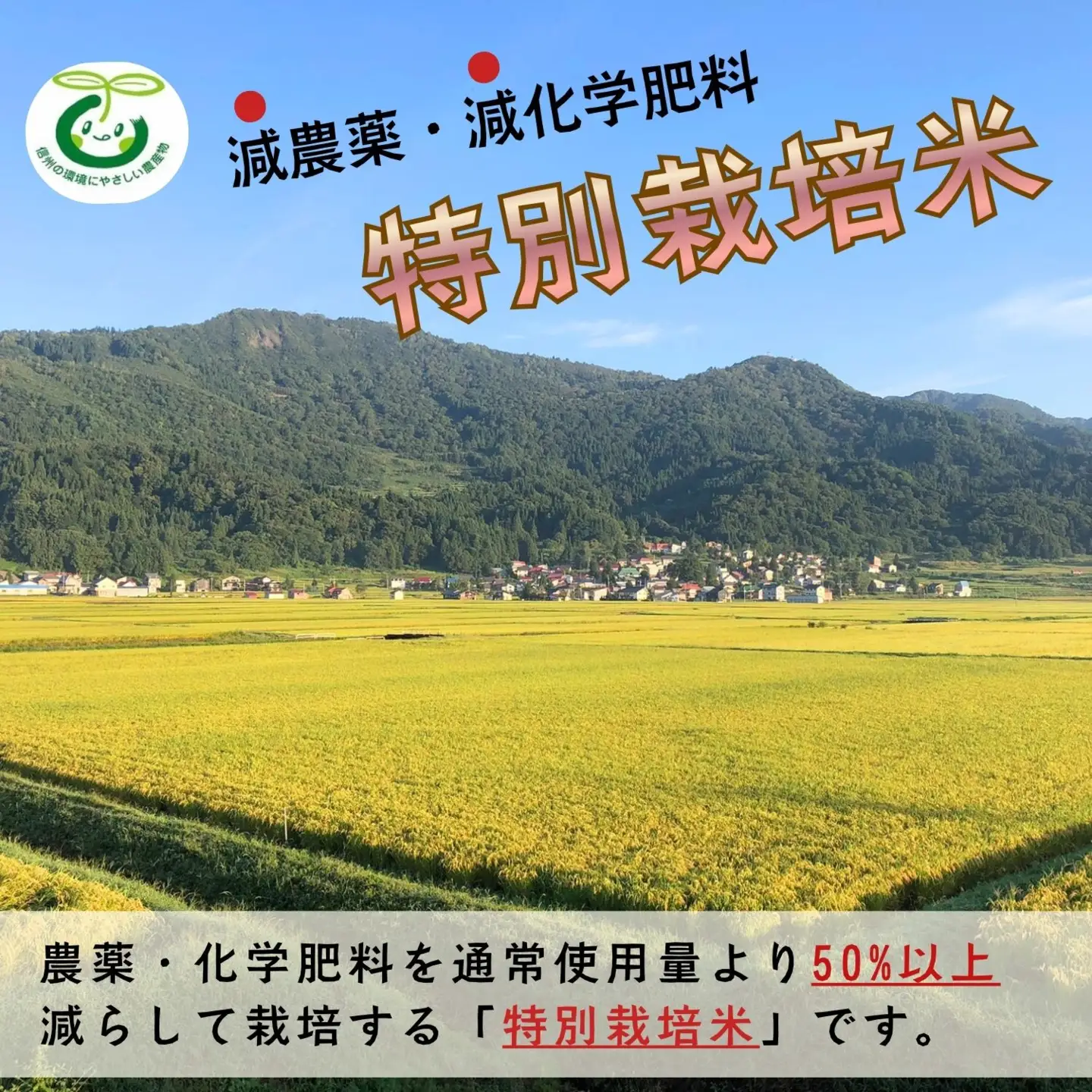 【令和8年新米予約】コシヒカリ 玄米 30kg 特別栽培米 「かまくらの里 コシヒカリ」_Cc-003