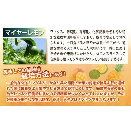 《年5回発送》パイナップル好きにおすすめ！大満足のパイナップル4品種＆マイヤーレモン定期便