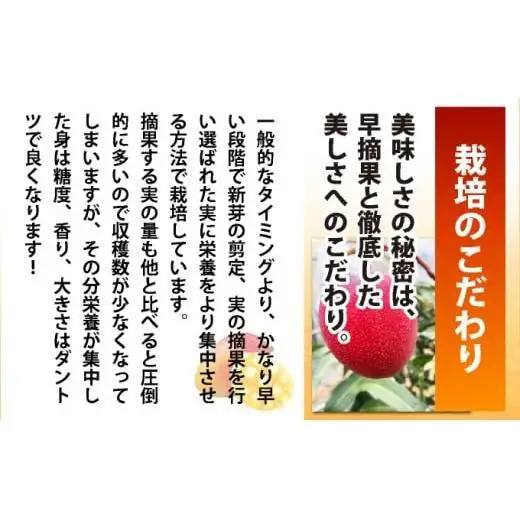 石垣島産完熟マンゴー！大満足の４個入り