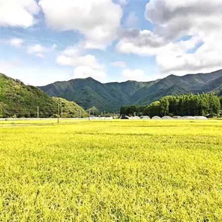 令和7年産　吉賀町広石産コシヒカリ　清流高津川のお米　精米5kg【1596753】