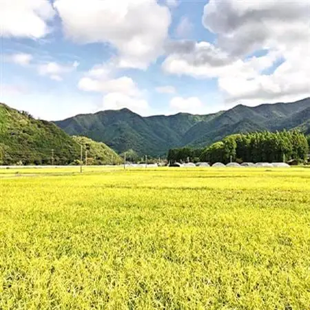 令和7年産　吉賀町広石産コシヒカリ　清流高津川のお米　精米10kg【1596764】