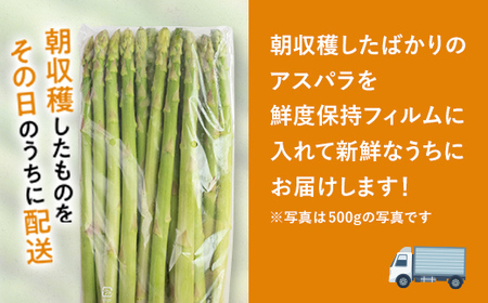 朝採れ新鮮アスパラ 750g （Lサイズ） (2026年3月下旬~6月中旬または2026年7月上旬~9月上旬頃発送) 野菜 秀品 北海道産 バーベキュー BBQ キャンプ 旬野菜 アスパラガス 栄養満点 冷蔵発送 F21W-458