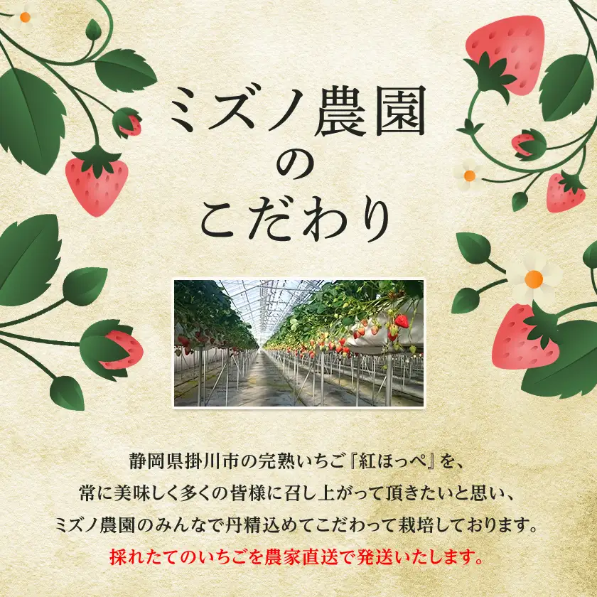 【先行受付　2027年発送】静岡県掛川市産　ミズノ農園の完熟いちご　『紅ほっぺ』約280g×6パック【配送不可地域：離島・北海道・沖縄県・四国・九州】【1681112】