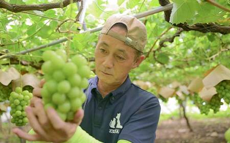 ≪2026年先行予約≫【安達農園】山形県産 大粒ぶどう シャインマスカット 約1.5kg（2～3房） 秀品 2026年9月中旬から順次発送 F2Y-6147