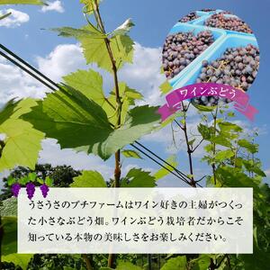 酒 ワイン 白ワイン ケルナー 大町産 1本 × 720ml | 長野 信州