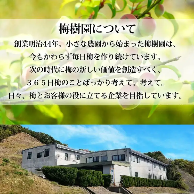 種なし干し梅60g×6袋(はちみつ入) 紀州南高梅 和歌山県産baijuen003B【baijuen003B】