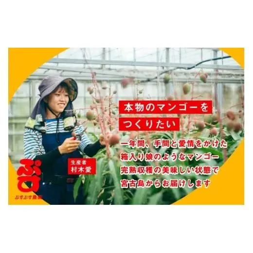 【ぷすぷす農園】＜2026年発送先行予約＞宮古島産完熟マンゴー(家庭用／2キロ／農園直送)（KY002）