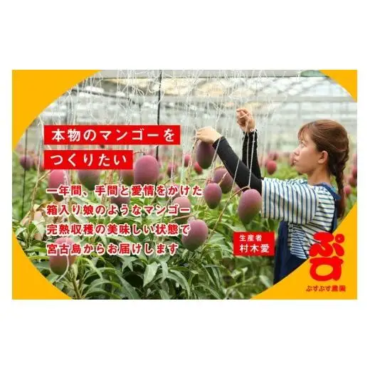 【ぷすぷす農園】＜2026年発送先行予約＞宮古島産完熟マンゴープレミアム（贈答用／2キロ／農園直送）(KY004)