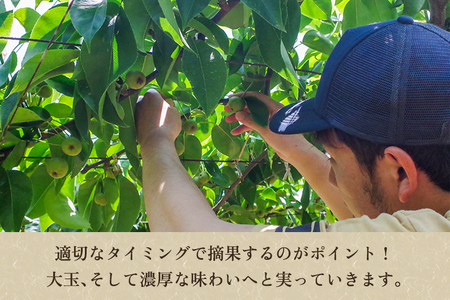 【2026年先行予約】新潟県産 和梨 新興 3kg 【秀品】《10月下旬～順次発送》 しんこう