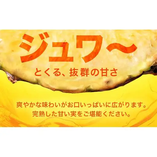 パイナップル 【先行予約】パールパイン1ｋｇ（1～2玉）　KN-2