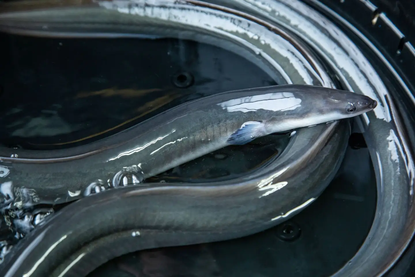 うなぎの肝煮　60ｇ×8袋 138-008