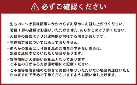【先行予約受付】 ぶどう食べ比べセット！ シャインマスカット2房、葡萄1房 計3房【2026年8月上旬～8月下旬迄発送予定】 ／ 葡萄 ぶどう ブドウ シャインマスカット マスカット ピオーネ 巨峰 ナガノパープル 藤稔 ふじみのり 果物 フルーツ 季節の果物 食べ比べ セット 詰め合わせ 詰合せ 長崎県産 長崎市産 長崎県 長崎市 冷蔵