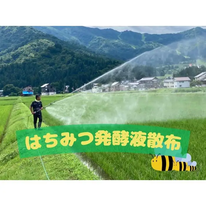 【令和8年産・新米予約】新潟県南魚沼産（塩沢地区）はちみつ米コシヒカリ 5kg※蜂蜜発酵液肥料栽培【銘柄米 ブランド米 精米 こしひかり コシヒカリ 魚沼産 新潟米】【2026年9月下旬より1ヶ月以内に順次発送予定】