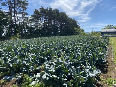 【先行予約】 新鮮 朝採れブロッコリー Mサイズ以上7玉 野菜 ブロッコリー 朝採り 朝採れ 朝どれ サラダ 食品