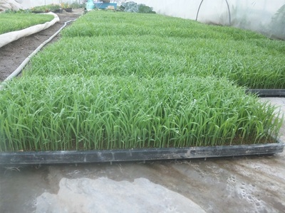 【令和7年度米】ミルキープリンセス白米5kg 米 白米 1袋 柔らかい 甘い ご飯 冷めても美味しい モミで保存 山梨県 北杜市 [h331]