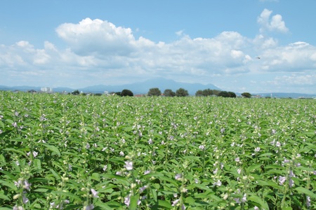 みまたん黒ごま4種セット宮崎県三股町産ごま！黒ごま油、すりごま、煎りごま、練りごまをお届け！