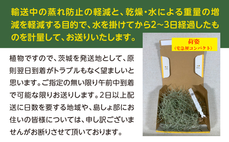 国産スパニッシュモス　太葉　100ｇ