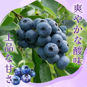 【先行受付予約】知多半島 生ブルーベリー 400g（100g×4パック） 完熟 果物 フルーツ 旬 農園直送 青果物 国産 健康 美容 愛知県 美浜町 ブルーベリーの里みはま 産地直送 ※2026年6月上旬～8月中旬に順次発送予定 送料無料 数量限定 期間限定 ※北海道・沖縄・離島への配送不可