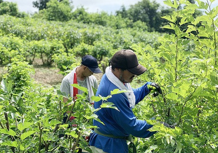 桑ほうじ茶セット50g×５ 更木桑茶 ノンカフェイン ミネラル豊富 お茶 健康茶 きたかみ さらき 国産 カフェインフリー カフェインゼロ 桑の葉 まろやかな甘み 豊富な栄養 抗酸化作用 岩手県 北上市 更木ふるさと興社 D0198