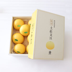 【先行予約】温室土佐文旦 3kg（7玉入り・Lサイズ）〈2026年11月下旬から発送〉/ぶんたん ブンタン 3キロ 小玉 フルーツ 柑橘 みかん 果物 くだもの 柑橘類 文旦 デザート お取り寄せ おいしい 土佐文旦の藤岡【土佐文旦の藤岡】 [BQBJ004]
