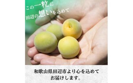 青梅 3kg 【tcs021】