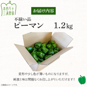【予約受付】【不揃い品】肉厚ジューシー! 栽培期間中化学農薬・化学肥料不使用のえぐみ少ないピーマン1.2kg ／Fms-11 農産物 新鮮 肉厚 ピーマン 野菜 大量
