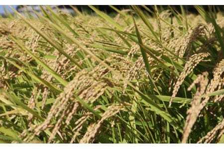 精白米　夢ごこち10kg 米 米