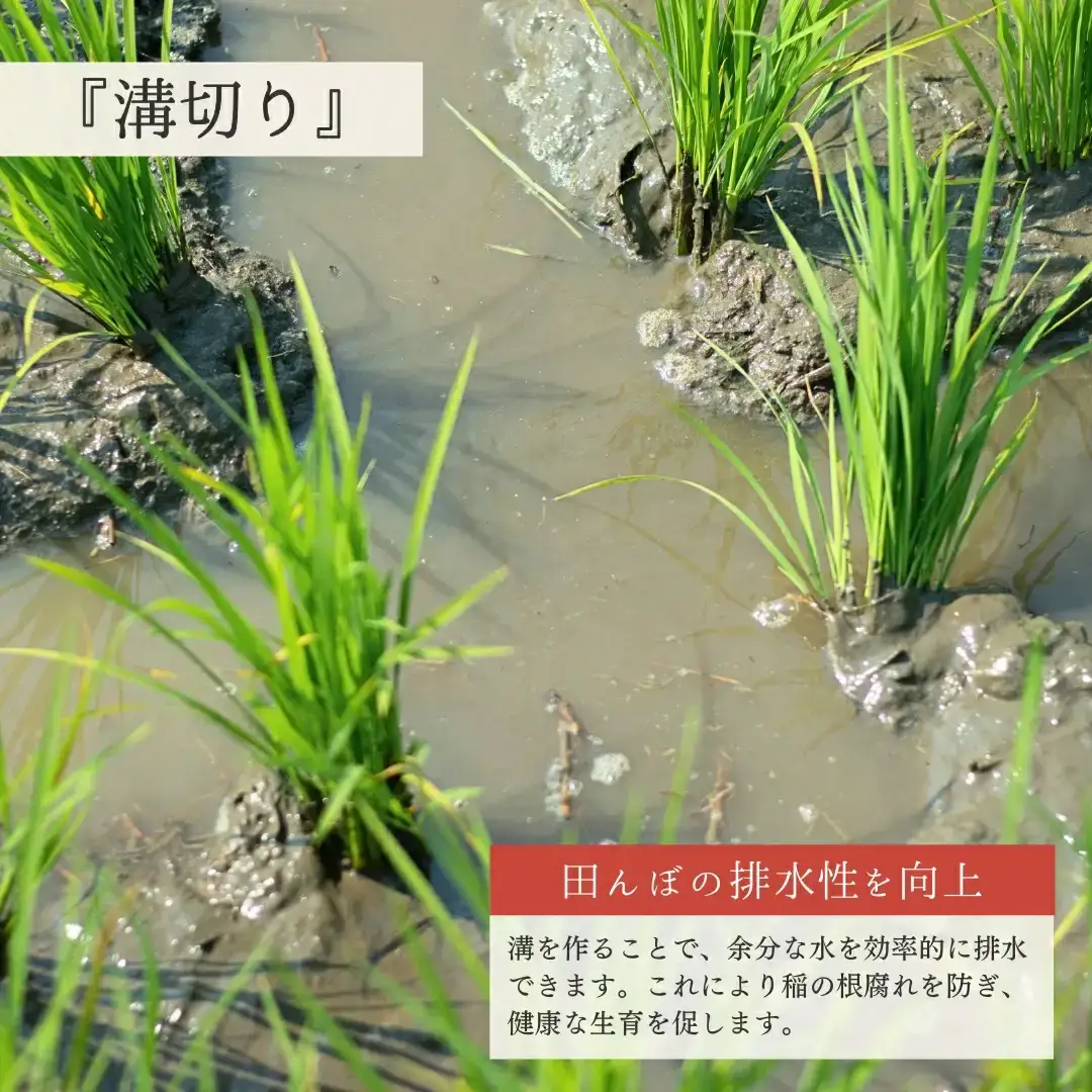 新潟県産コシヒカリ 1等米 4kg(2kg×2袋) 2025年産コシヒカリ 三条市保内産こしひかり 精米 白米 令和7年産 米 【012S135】