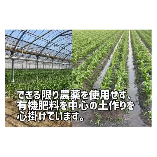 【先行予約受付中！】2026年産　善通寺市産 スイートコーン 2.5kg（鮮度保持袋入り）　（6月頃から発送開始予定）