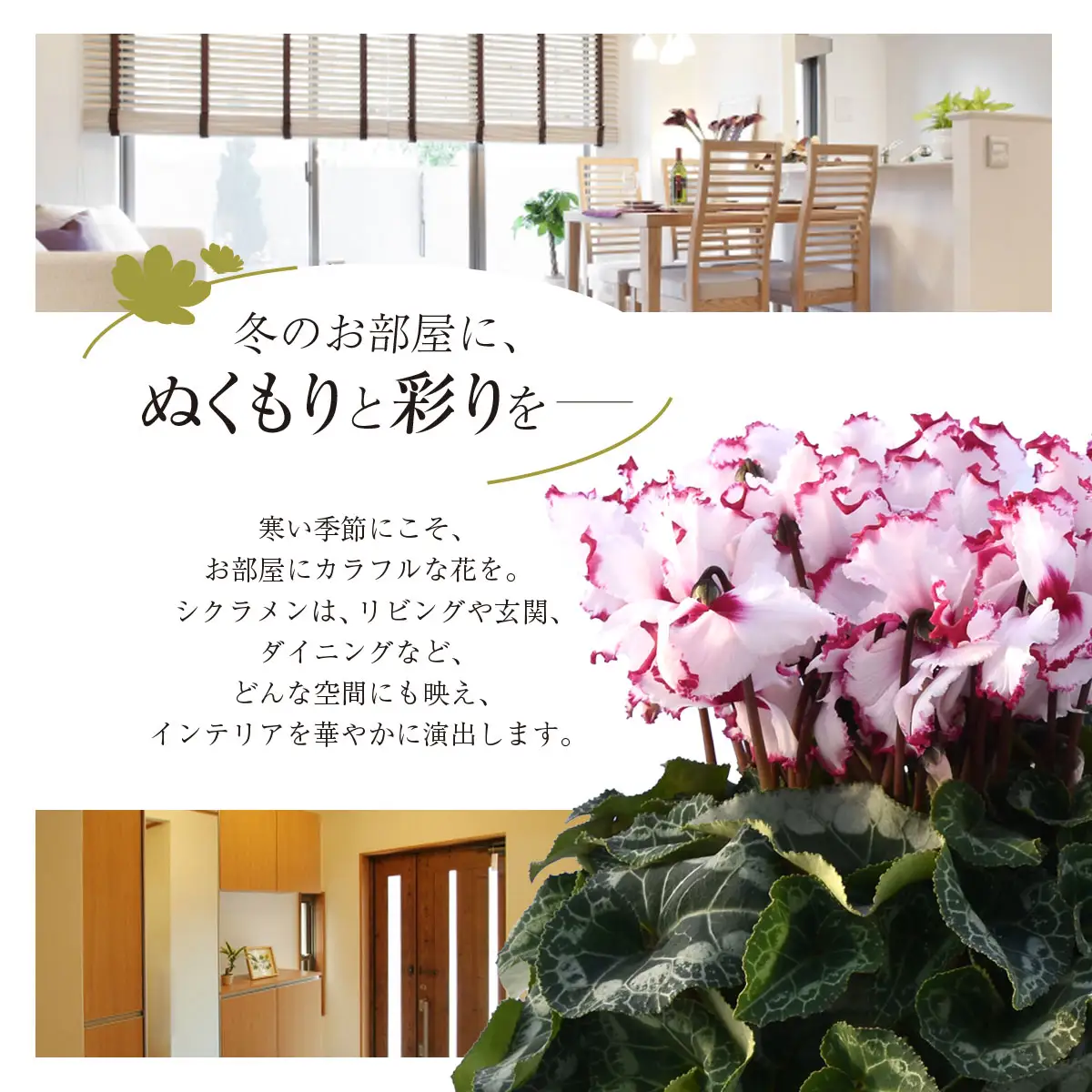 【2026年12月上旬より順次発送！】≪種類・色お任せ≫ シクラメン 5号鉢 / シクラメン 花 お祝い 鉢植え 生花 ギフト プレゼント フラワーギフト 花ギフト クリスマス SMCN001