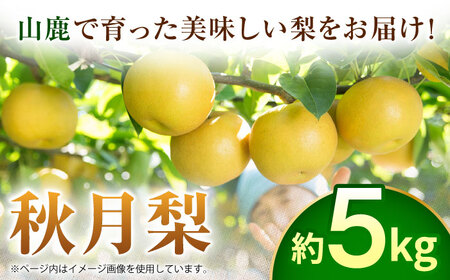 【先行予約】秋月梨　約5kg  梨 ナシ フルーツ 果物 【日本フルーツ株式会社】 [ZFJ015]