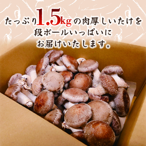 【12月～4月発送】 訳あり 不揃い 生しいたけ 1.5kg 生 しいたけ 常温 配送 シイタケ 椎茸 大ぶり 食べ応え 厚い 肉厚 うまみ 栽培期間中 農薬不使用