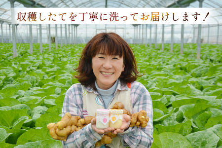 BI381 島原百年生姜 新生姜 3kg [ 長崎県 島原市 ]