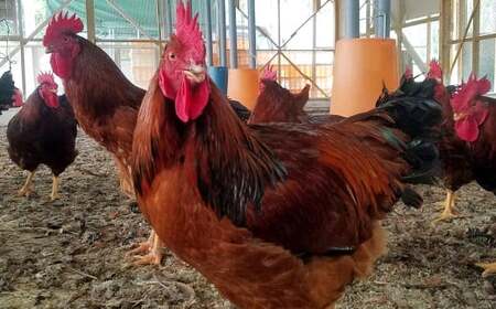 熊本 天草大王 大手羽 9本 （3本×3） 鶏肉 とり肉 鶏 お肉 肉 手羽 冷凍